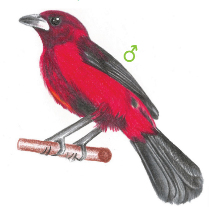 Tangara dorsirroja